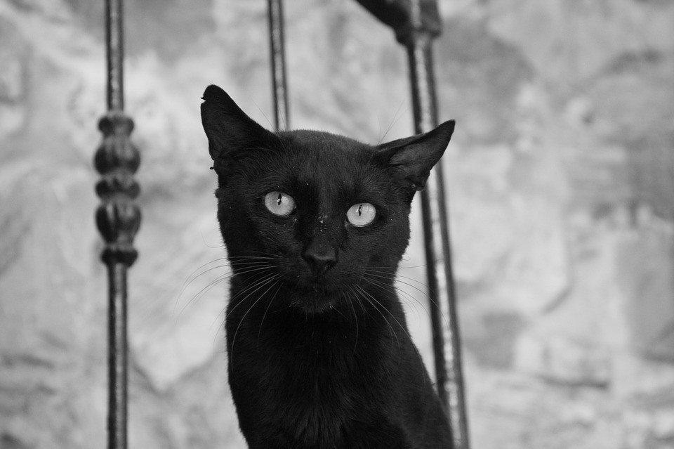 černá kočka