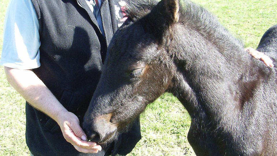 Hříbátku Weidy je právě měsíc a podle chovatele Jana Dotzauera ml. z Blata se má čile k světu