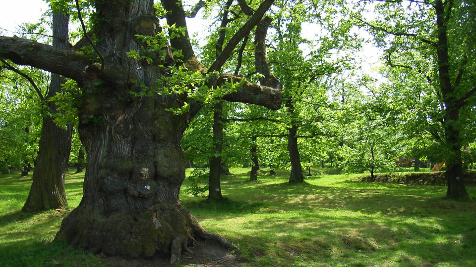 Přímo v Nasavrkách najdete přírodní památku sad jedlých kaštanů, nejstarší stromy pamatují doby, kdy je zde nechal v roce 1776 vysázet Jan Adam Auersperg