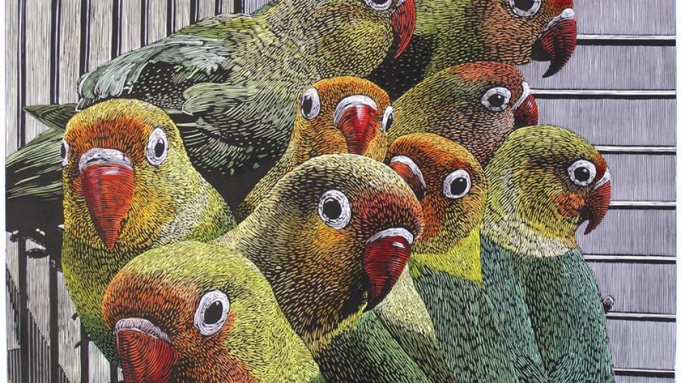 Michal Cihlář : papoušík Fischerův (Agapornis personata fischeri), 2006 / černobílý kolorovaný linoryt 00549394.jpeg