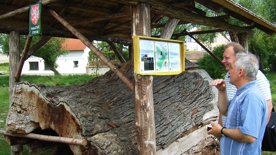 Památný dub stál mezi Veselím a Valy, kousek z jeho kmene je pro mnohé místní památkou na dobu malin nezralých....