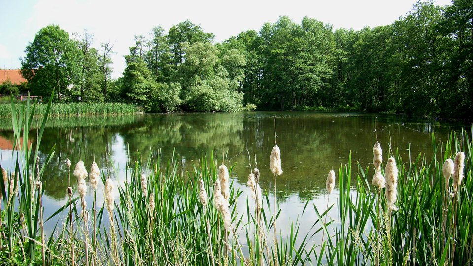 Rybník Návesník, na jehož hrázi stojí kaplička a penzion, napájí přepadem Veselský potok v novém biokoridoru