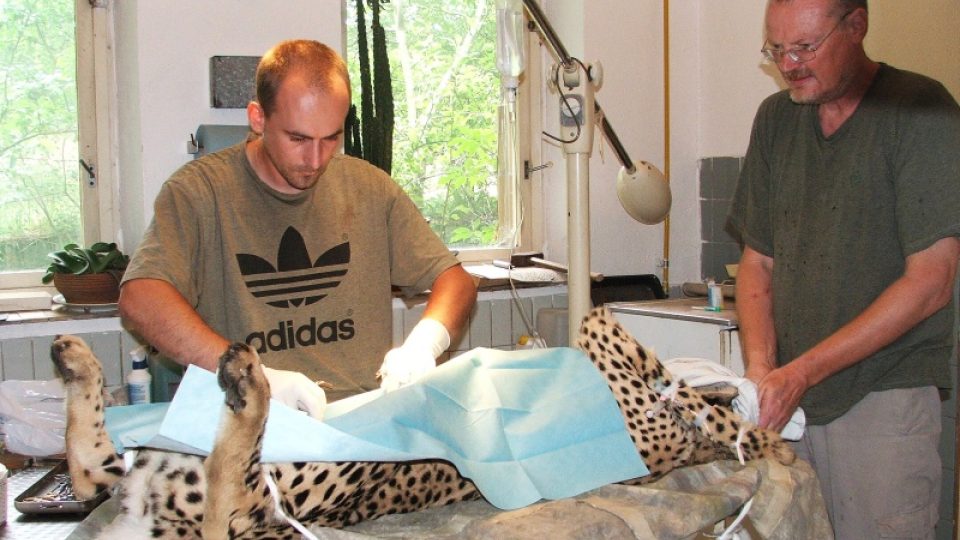 Operace gepardí samičky - vlevo L. Pavlačík, vpravo J. Váhala