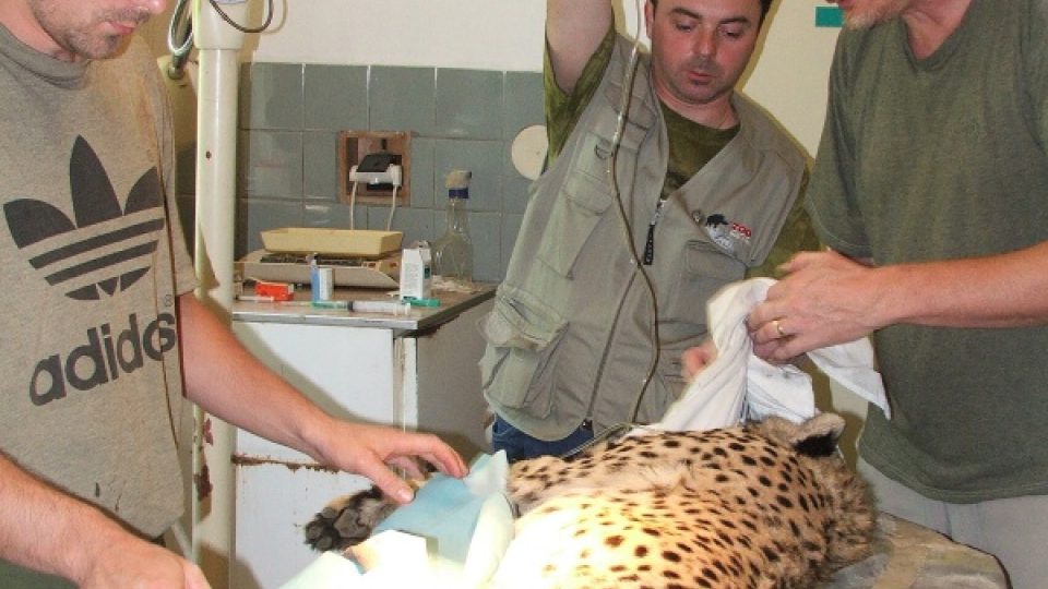 Operace gepardí samičky