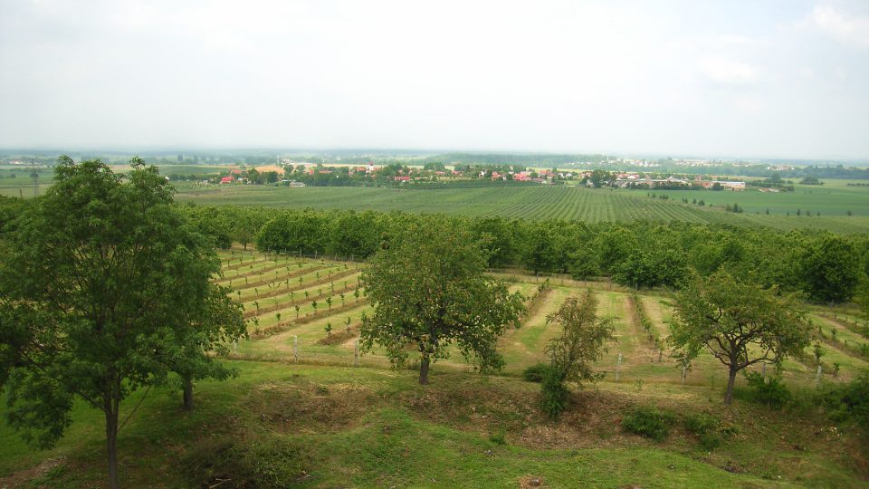Při pohledu z Barborky směrem na Svinčany je patrné, že zde má pradávnou tradici sadařství, dnes se pěstují především třešně a jabloně na 160 hektarech