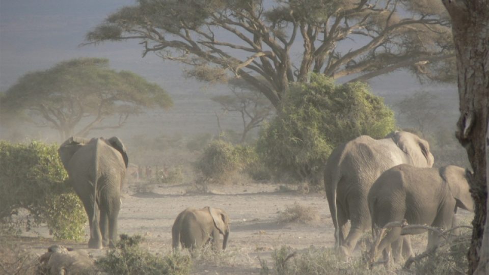 Sloni v NP Amboseli