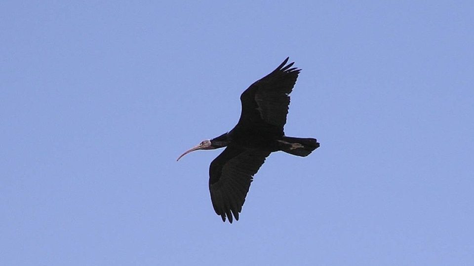 Ibis skalní (Geronticus eremita)