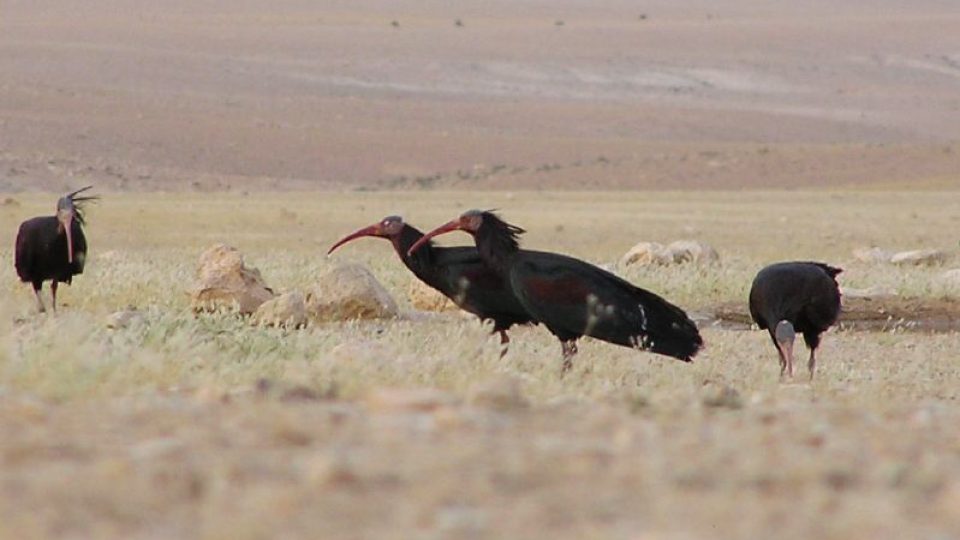Ibisi skalní (Geronticus eremita)