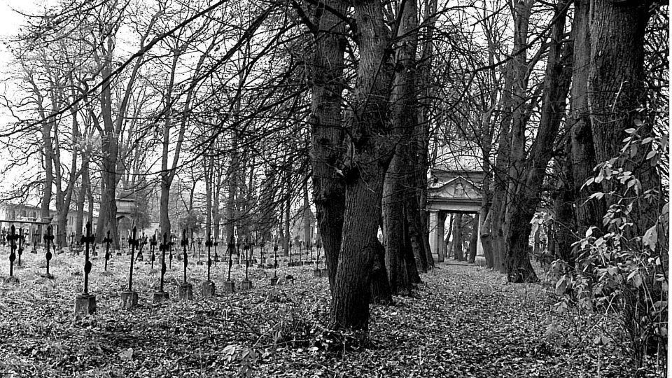 Vojenský hřbitov v Olomouci-Černovíře - alej