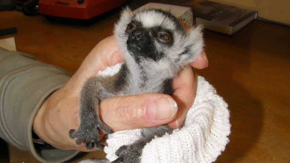 Malý lemur kata