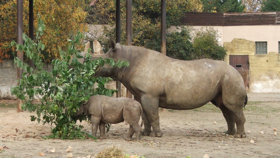 Samička Etosha, s níž bude nyní Davu žít v "nosorožčí školce"