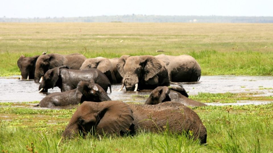 Sloni se rádi koupou u Amboseli
