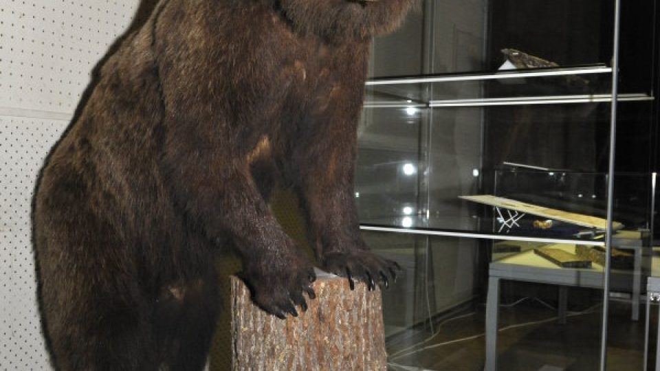 Šumavský medvěd