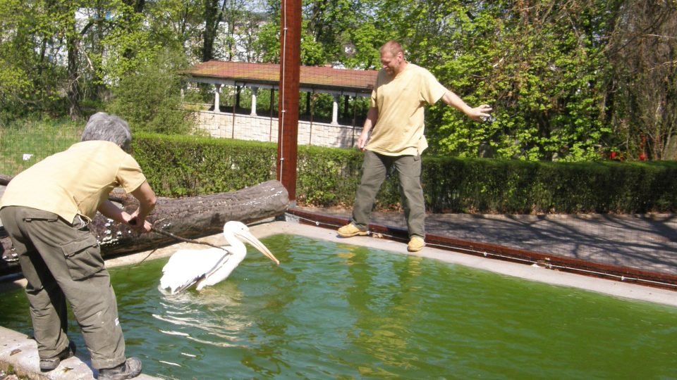 Chytání a vypouštění pelikánů na safari