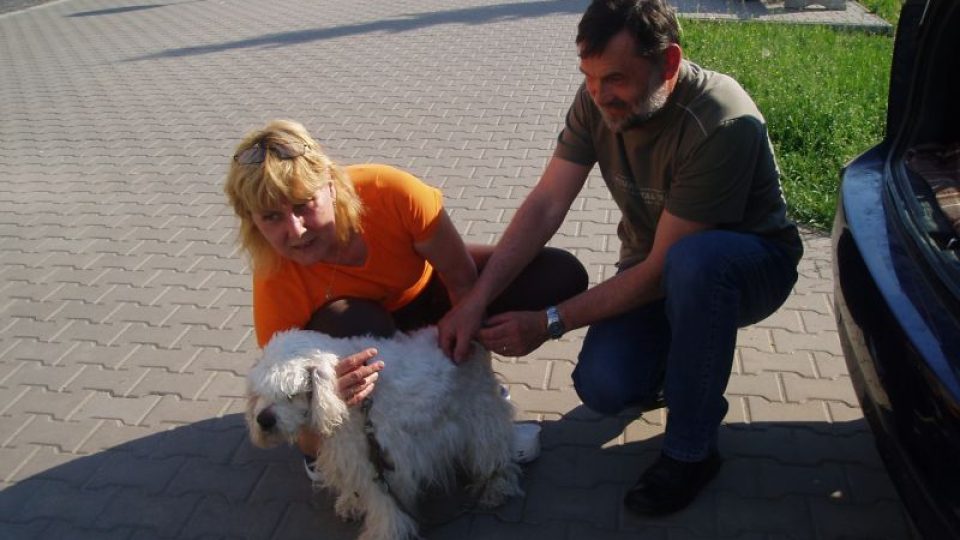 Očkování psů v Mladé Boleslavi