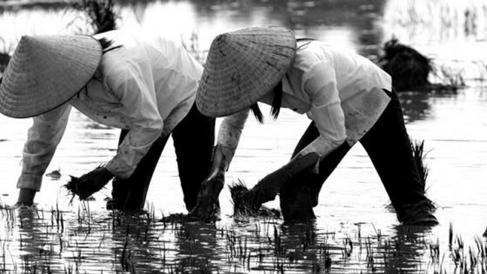 Práce na rýžových polích v Tonkinu se dědí po generace