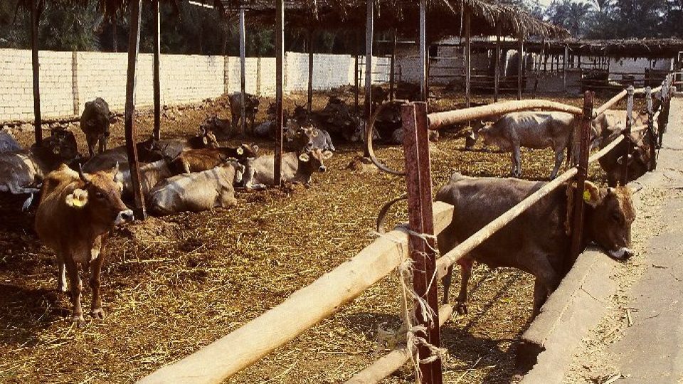 Chov mléčného skotu je nedílnou součástí ekologické farmy