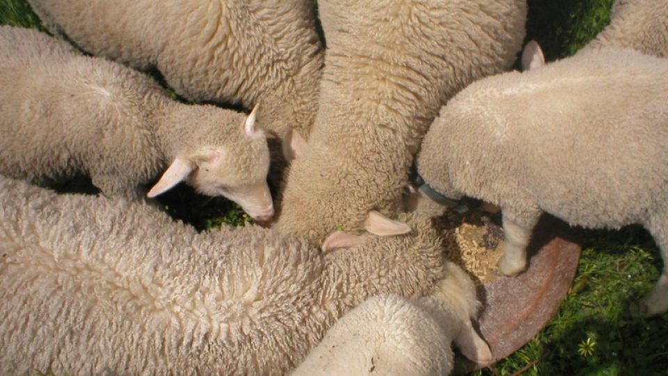 Ovce jsou stále bohatstvím Austrálie