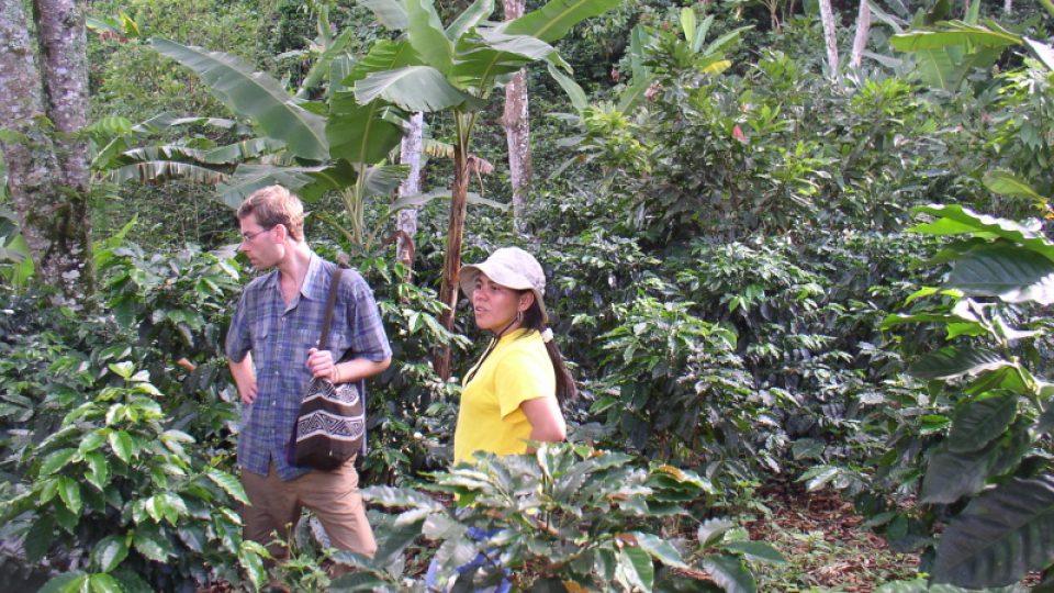 Jednou z podmínek organické produkce kávy je její pěstování ve smíšené kultuře a v zástinu stromů. Družstvo ACOC.