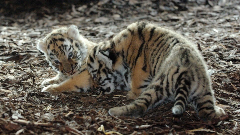 Tygří mláďata