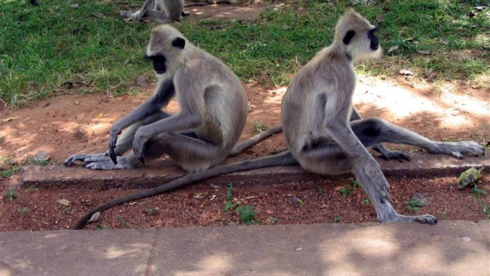 Chrámové opice jsou na Srí Lance posvátné