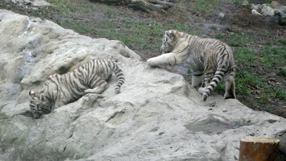 Bílí tygři v Zoo Bratislava (Samir, Surya a matka Shilang v prosinci 2008) Bílí tygři v Zoo Bratislava (Samir, Surya a matka Shilang v prosinci 2008)