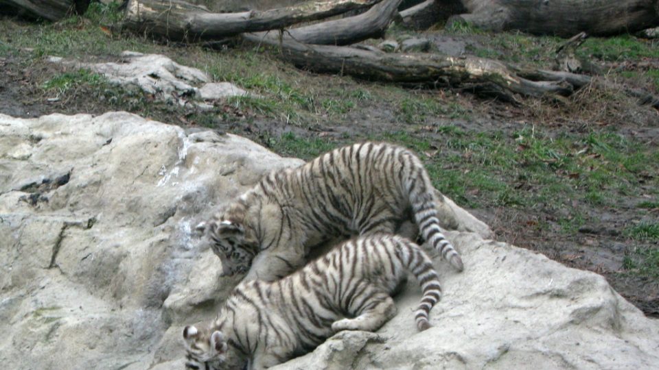 Bílí tygři v Zoo Bratislava (Samir, Surya a matka Shilang v prosinci 2008) Bílí tygři v Zoo Bratislava (Samir, Surya a matka Shilang v prosinci 2008)