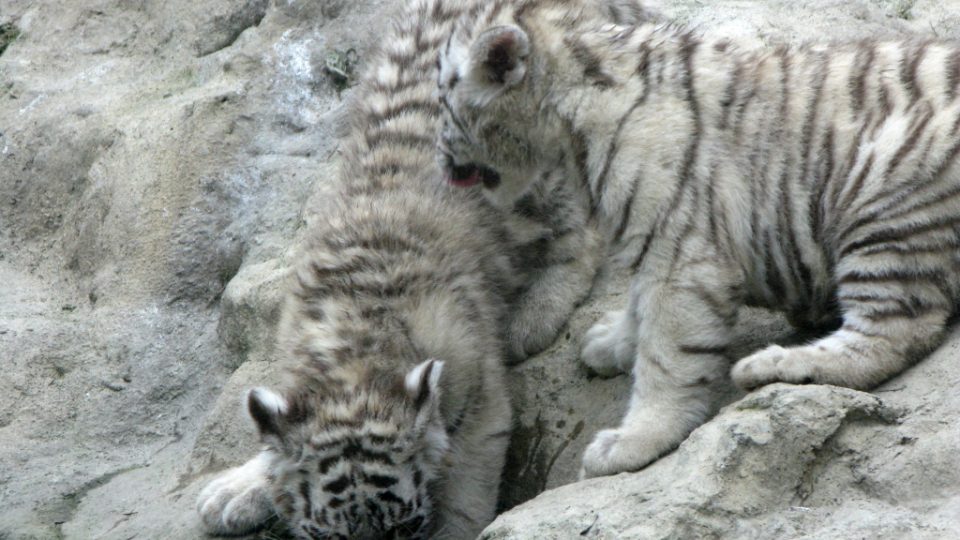 Bílí tygři v Zoo Bratislava (Samir, Surya a matka Shilang v prosinci 2008) Bílí tygři v Zoo Bratislava (Samir, Surya a matka Shilang v prosinci 2008)