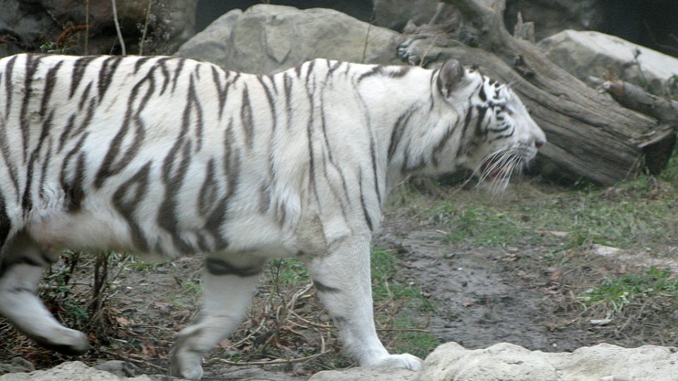 Bílí tygři v Zoo Bratislava (Samir, Surya a matka Shilang v prosinci 2008) Bílí tygři v Zoo Bratislava (Samir, Surya a matka Shilang v prosinci 2008)