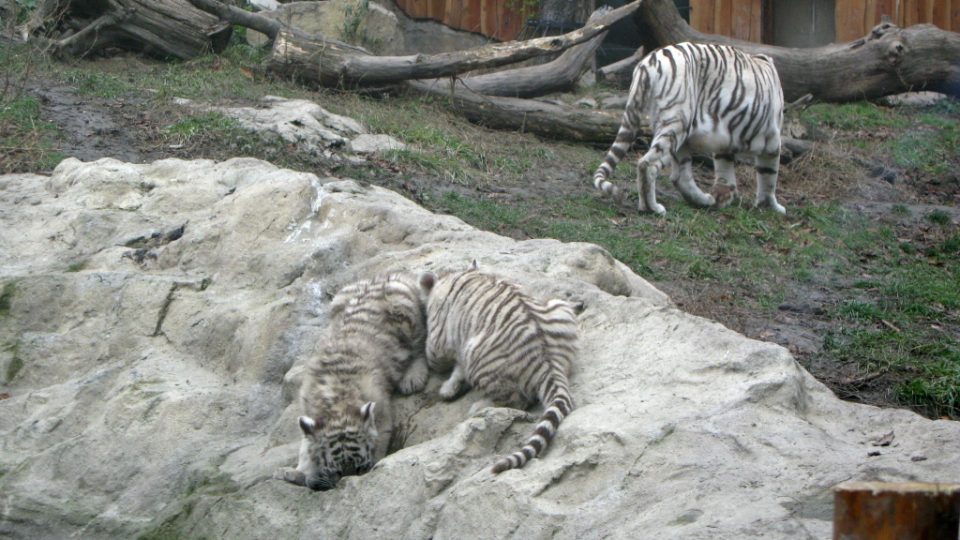 Bílí tygři v Zoo Bratislava (Samir, Surya a matka Shilang v prosinci 2008) Bílí tygři v Zoo Bratislava (Samir, Surya a matka Shilang v prosinci 2008)