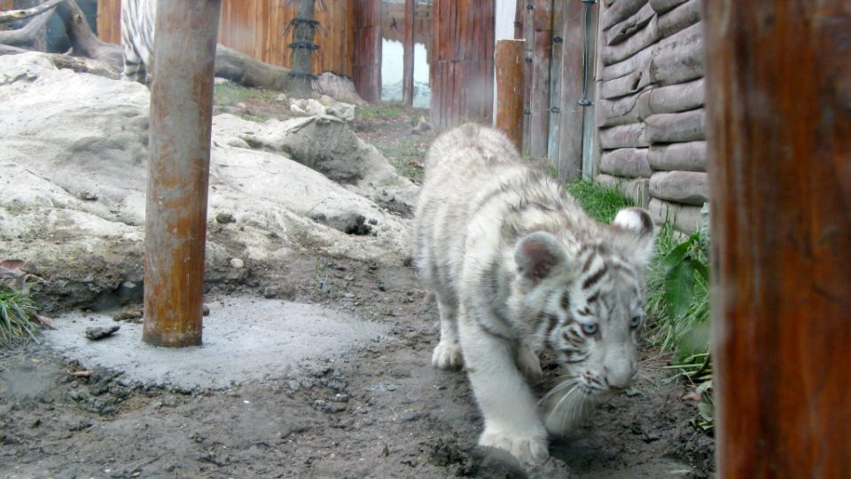 Bílí tygři v Zoo Bratislava (Samir, Surya a matka Shilang v prosinci 2008) Bílí tygři v Zoo Bratislava (Samir, Surya a matka Shilang v prosinci 2008)
