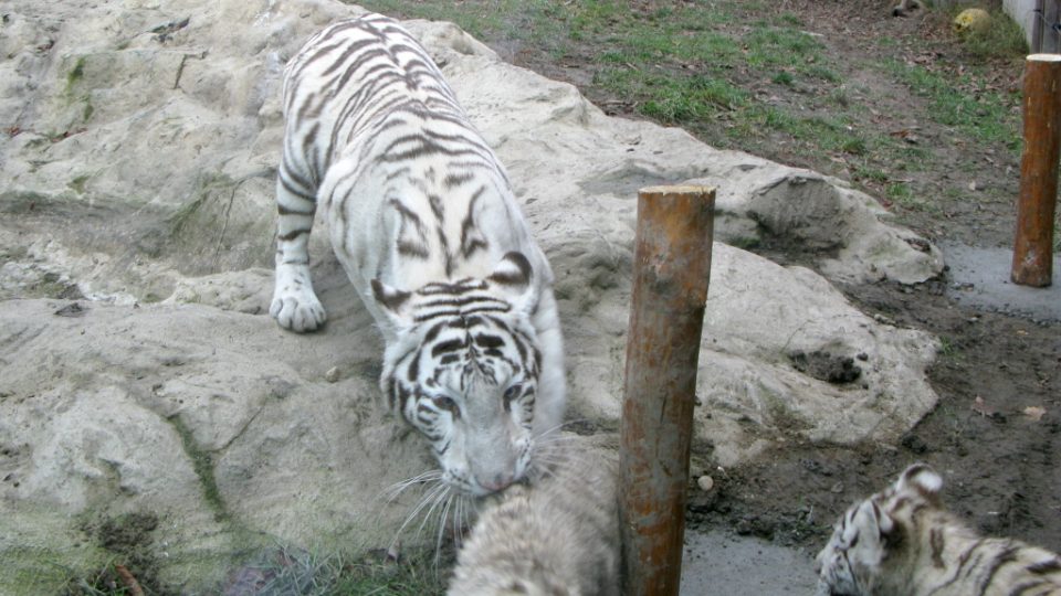 Bílí tygři v Zoo Bratislava (Samir, Surya a matka Shilang v prosinci 2008) Bílí tygři v Zoo Bratislava (Samir, Surya a matka Shilang v prosinci 2008)