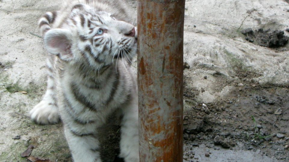 Bílí tygři v Zoo Bratislava (Samir, Surya a matka Shilang v prosinci 2008) Bílí tygři v Zoo Bratislava (Samir, Surya a matka Shilang v prosinci 2008)