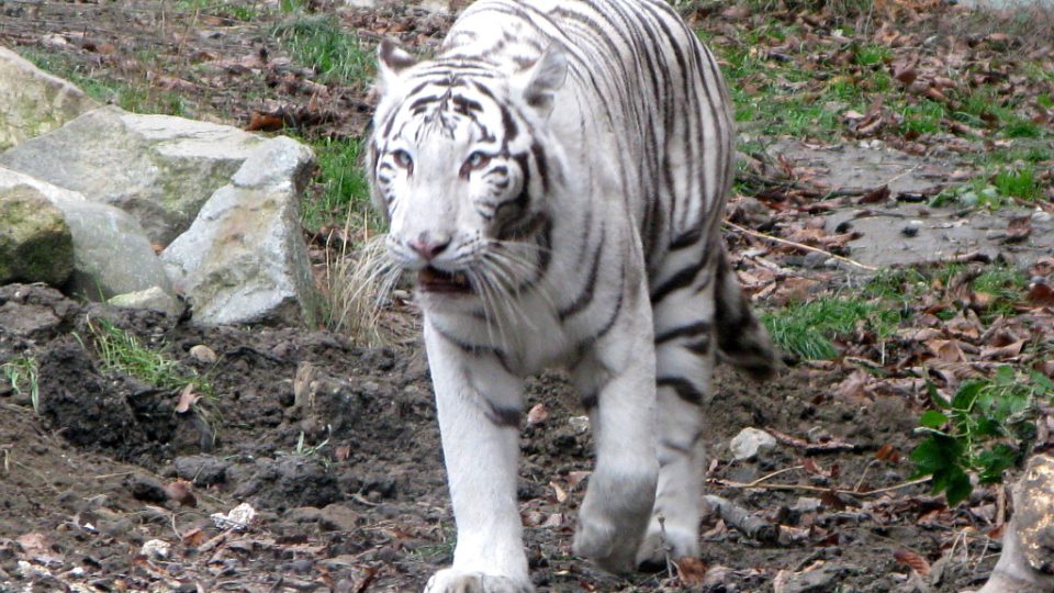 Bílí tygři v Zoo Bratislava (Samir, Surya a matka Shilang v prosinci 2008) Bílí tygři v Zoo Bratislava (Samir, Surya a matka Shilang v prosinci 2008)