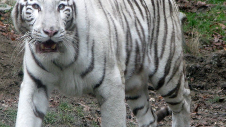 Bílí tygři v Zoo Bratislava (Samir, Surya a matka Shilang v prosinci 2008) Bílí tygři v Zoo Bratislava (Samir, Surya a matka Shilang v prosinci 2008)