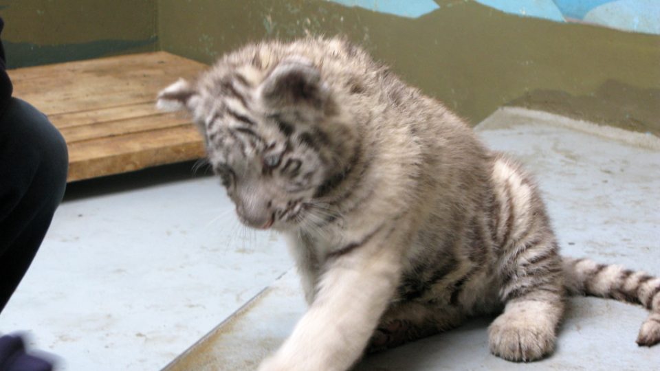 Bílí tygři v Zoo Bratislava (Samir, Surya a matka Shilang v prosinci 2008) Bílí tygři v Zoo Bratislava (Samir, Surya a matka Shilang v prosinci 2008)