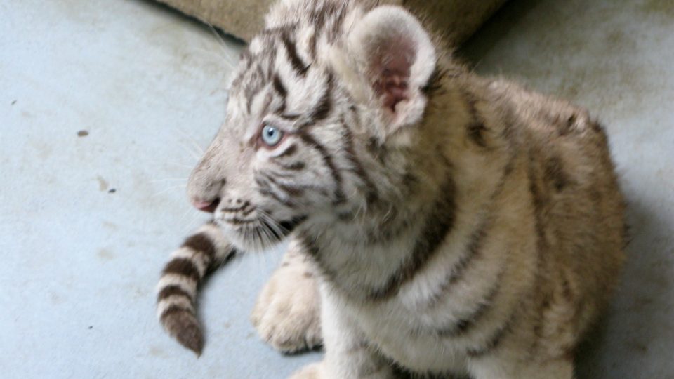 Bílí tygři v Zoo Bratislava (Samir, Surya a matka Shilang v prosinci 2008) Bílí tygři v Zoo Bratislava (Samir, Surya a matka Shilang v prosinci 2008)