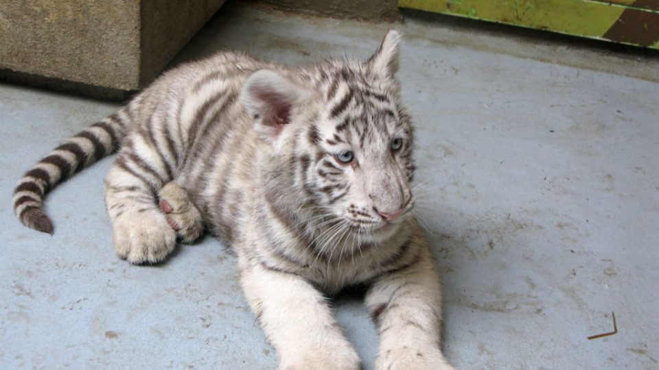 Bílí tygři v Zoo Bratislava (Samir, Surya a matka Shilang v prosinci 2008) Bílí tygři v Zoo Bratislava (Samir, Surya a matka Shilang v prosinci 2008)