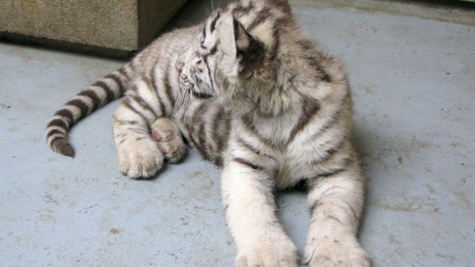 Bílí tygři v Zoo Bratislava (Samir, Surya a matka Shilang v prosinci 2008) Bílí tygři v Zoo Bratislava (Samir, Surya a matka Shilang v prosinci 2008)