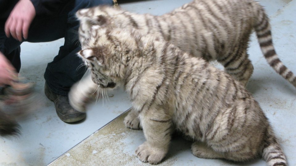 Bílí tygři v Zoo Bratislava (Samir, Surya a matka Shilang v prosinci 2008) Bílí tygři v Zoo Bratislava (Samir, Surya a matka Shilang v prosinci 2008)