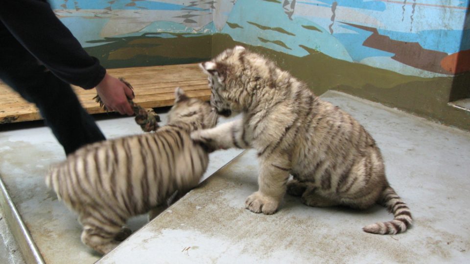 Bílí tygři v Zoo Bratislava (Samir, Surya a matka Shilang v prosinci 2008) Bílí tygři v Zoo Bratislava (Samir, Surya a matka Shilang v prosinci 2008)