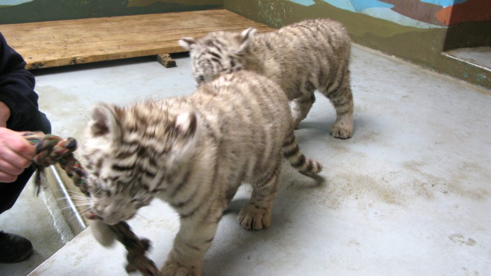 Bílí tygři v Zoo Bratislava (Samir, Surya a matka Shilang v prosinci 2008) Bílí tygři v Zoo Bratislava (Samir, Surya a matka Shilang v prosinci 2008)