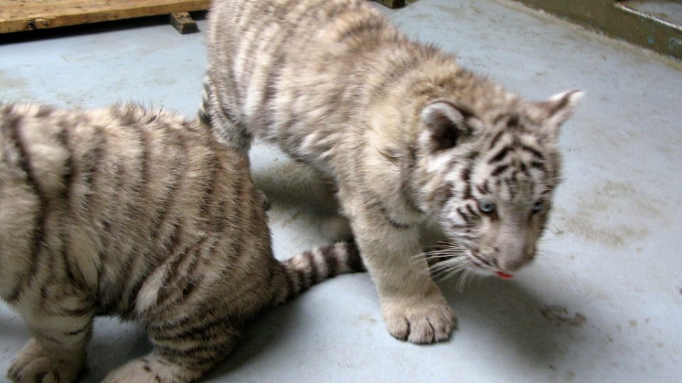 Bílí tygři v Zoo Bratislava (Samir, Surya a matka Shilang v prosinci 2008) Bílí tygři v Zoo Bratislava (Samir, Surya a matka Shilang v prosinci 2008)