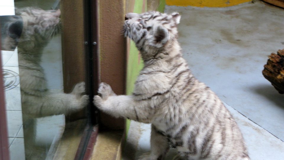 Bílí tygři v Zoo Bratislava (Samir, Surya a matka Shilang v prosinci 2008) Bílí tygři v Zoo Bratislava (Samir, Surya a matka Shilang v prosinci 2008)