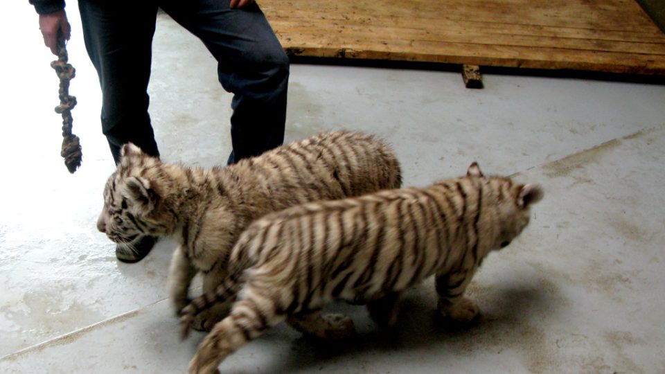 Bílí tygři v Zoo Bratislava (Samir, Surya a matka Shilang v prosinci 2008) Bílí tygři v Zoo Bratislava (Samir, Surya a matka Shilang v prosinci 2008)