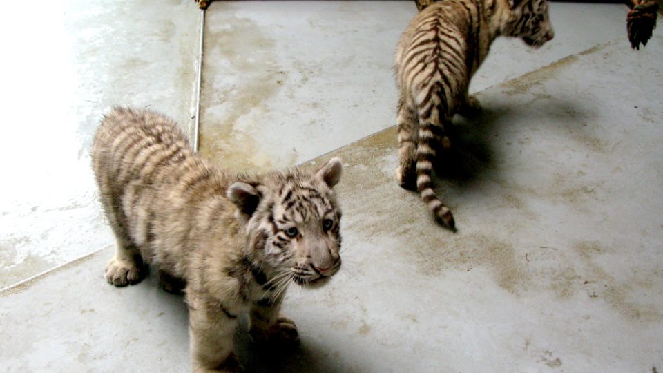 Bílí tygři v Zoo Bratislava (Samir, Surya a matka Shilang v prosinci 2008) Bílí tygři v Zoo Bratislava (Samir, Surya a matka Shilang v prosinci 2008)