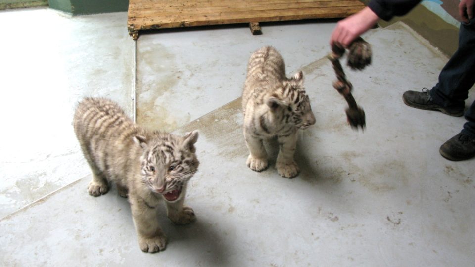 Bílí tygři v Zoo Bratislava (Samir, Surya a matka Shilang v prosinci 2008) Bílí tygři v Zoo Bratislava (Samir, Surya a matka Shilang v prosinci 2008)