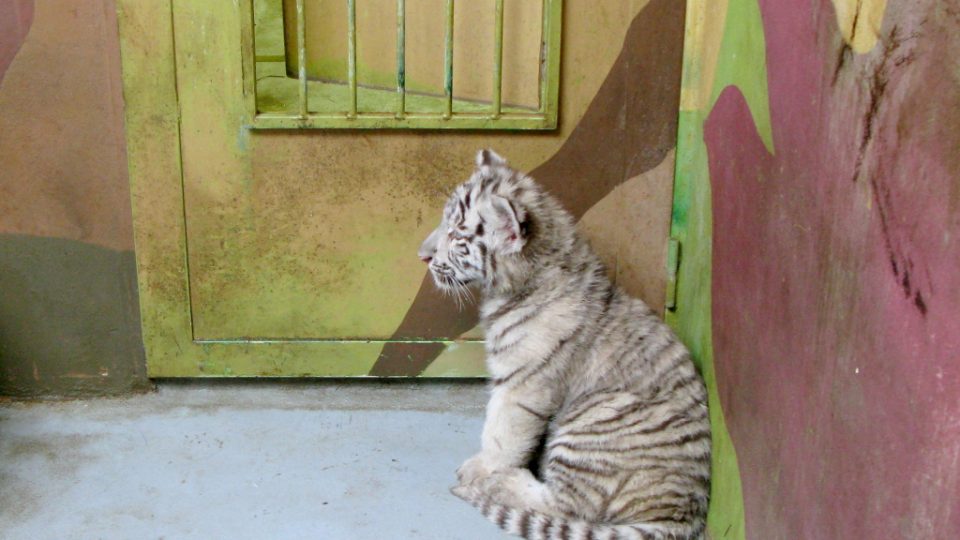 Bílí tygři v Zoo Bratislava (Samir, Surya a matka Shilang v prosinci 2008) Bílí tygři v Zoo Bratislava (Samir, Surya a matka Shilang v prosinci 2008)