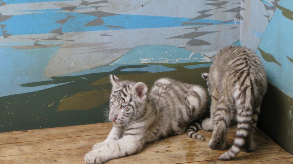 Bílí tygři v Zoo Bratislava (Samir, Surya a matka Shilang v prosinci 2008) Bílí tygři v Zoo Bratislava (Samir, Surya a matka Shilang v prosinci 2008)