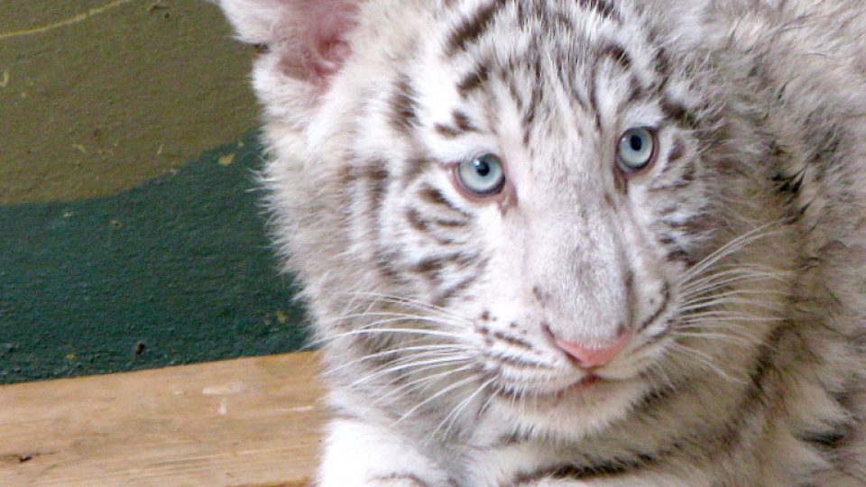 Bílí tygři v Zoo Bratislava (Samir, Surya a matka Shilang v prosinci 2008) Bílí tygři v Zoo Bratislava (Samir, Surya a matka Shilang v prosinci 2008)